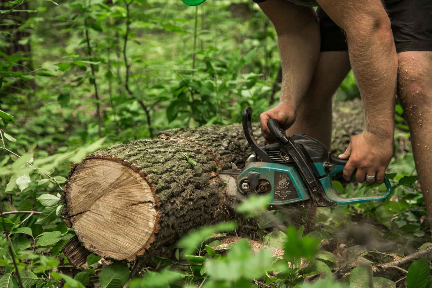  Indian Springs, GA TreeGuard Tree Service Pros